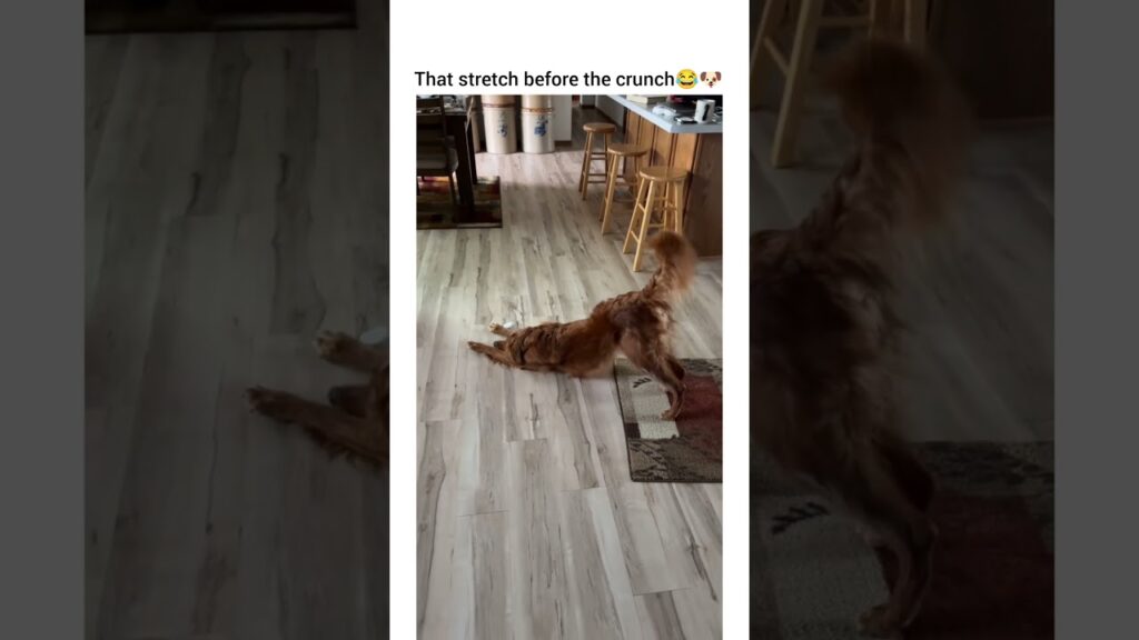 Never in my life i saw bigger stretch #dog #funny #petshub #dogshorts #pets #dogsofyoutube