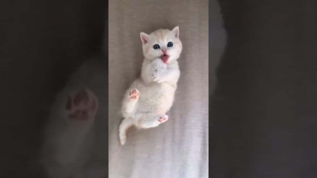 #catdance #catdance