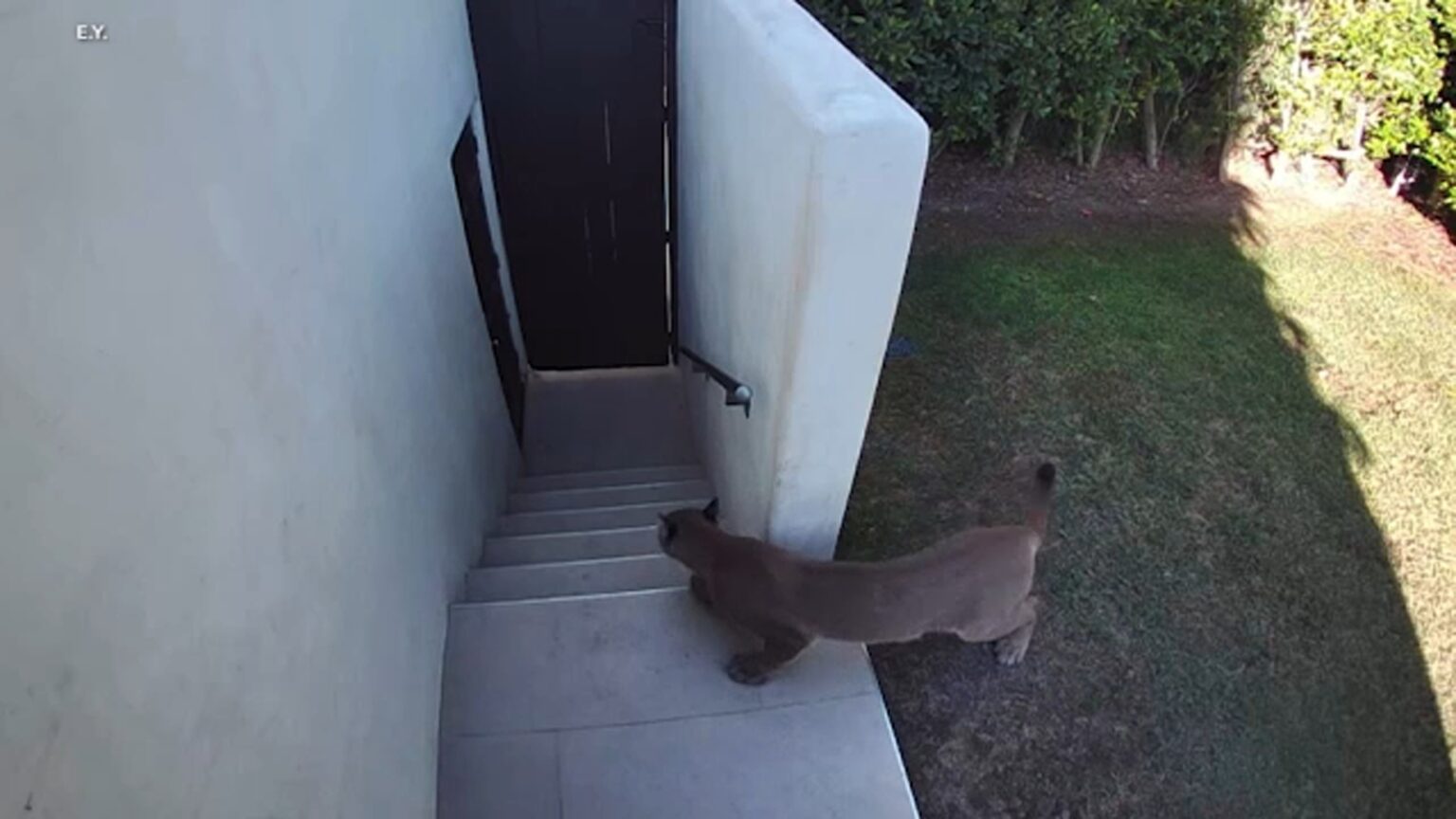 Mountain lion spotted in Santa Monica leads to street closures; residents told to remain indoors