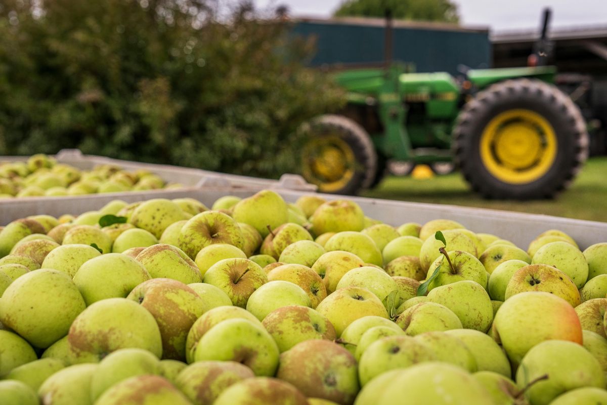 A stock image of green apples in a bin with a tractor in the background