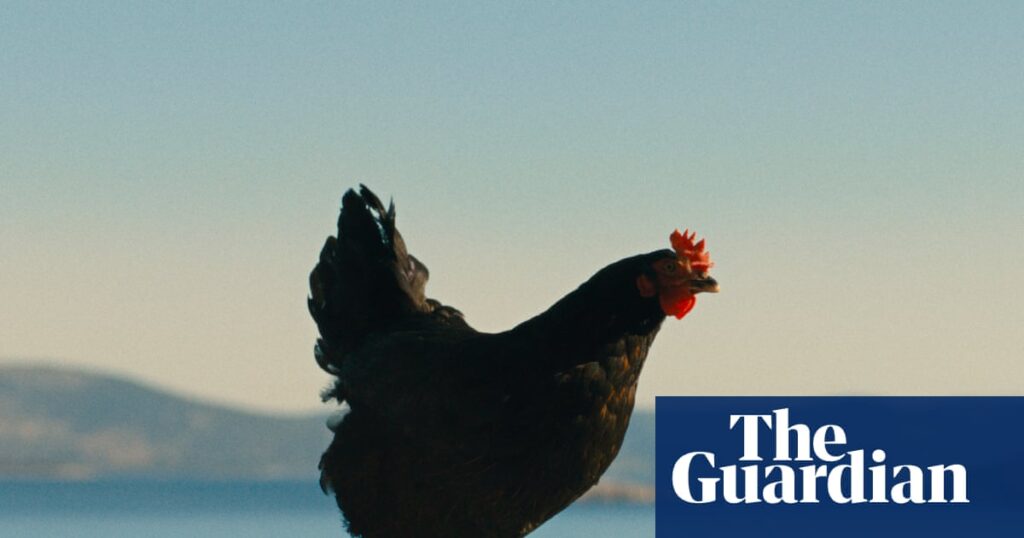 ‘Somehow you become the chicken’: inside the film about people-smuggling told through the eyes of a hen | Film