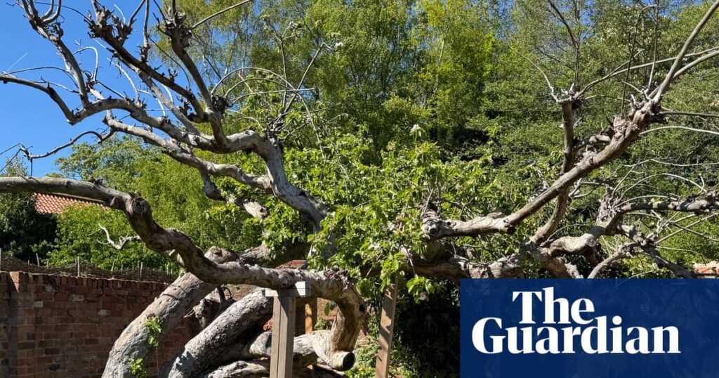 ‘It’s a special tree’: campaign to save mother of beloved bramley apple for nation | Trees and forests
