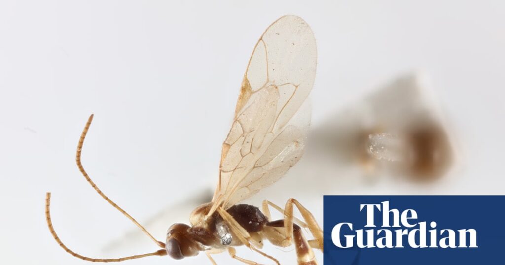 Tiny parasitic wasp named after David Attenborough for his 100th birthday | David Attenborough