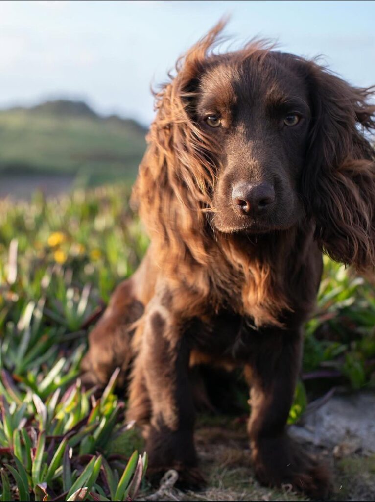 Prince and Princess of Wales share picture of new dog Otto, celebrating his first birthday today!