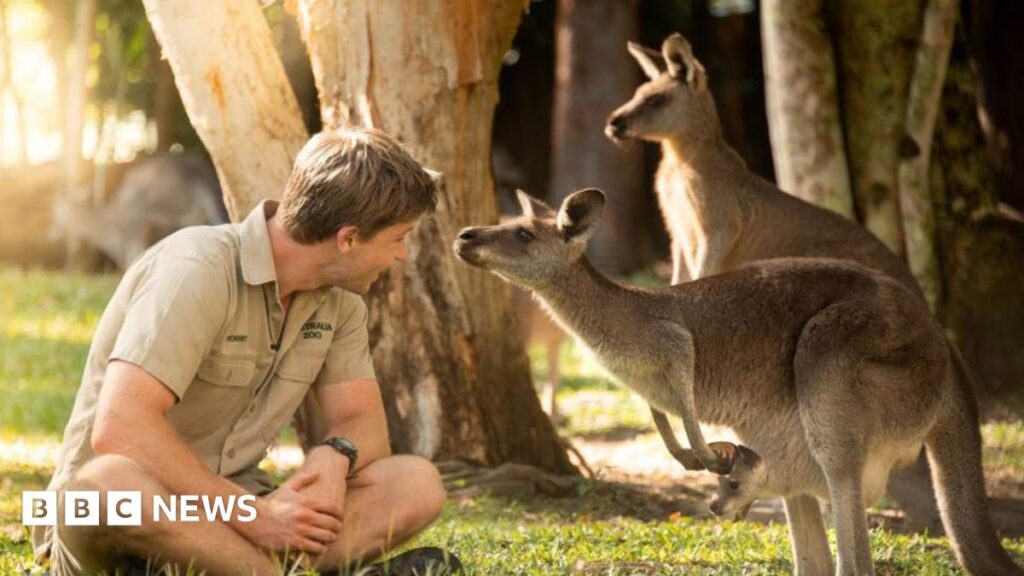 Robert Irwin with kangaroos with one holding joey Cwtch in its pouch.