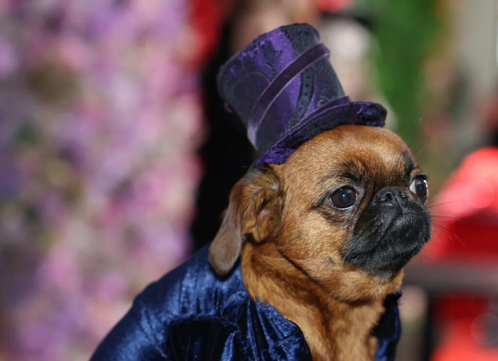 Dogs dressed as celebrities at the 2026 Pet Gala Dogs dressed as celebrities at the 2026 Pet Gala
