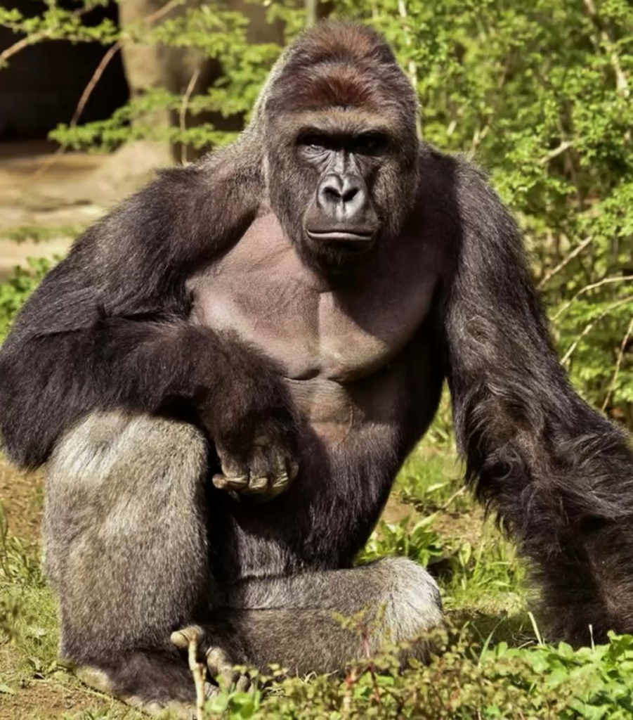 On this day 10 years ago: Harambe the gorilla was shot and killed after a child slipped into his enclosure at the Cincinnati Zoo