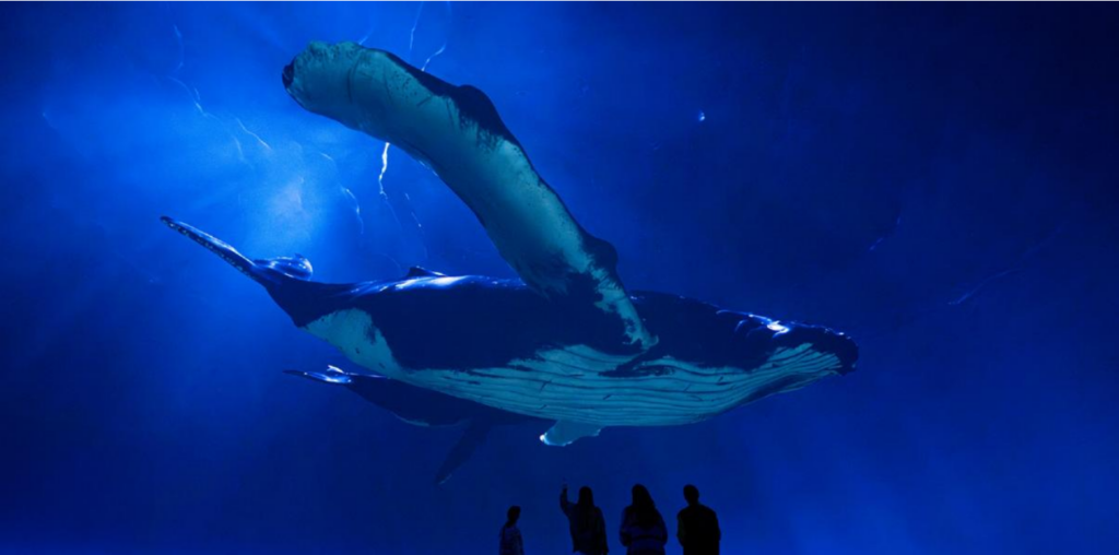 Naturalist David Attenborough’s centennial celebrated at Artis
