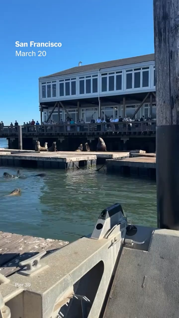 San Francisco has a new celebrity, Chonkers the Stellar sea lion, who lounges at Pier 39
