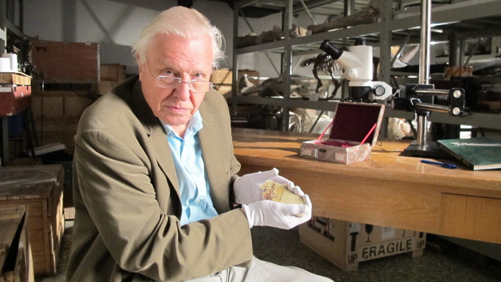 Wildlife and climate expert David Attenborough turns 100 : NPR