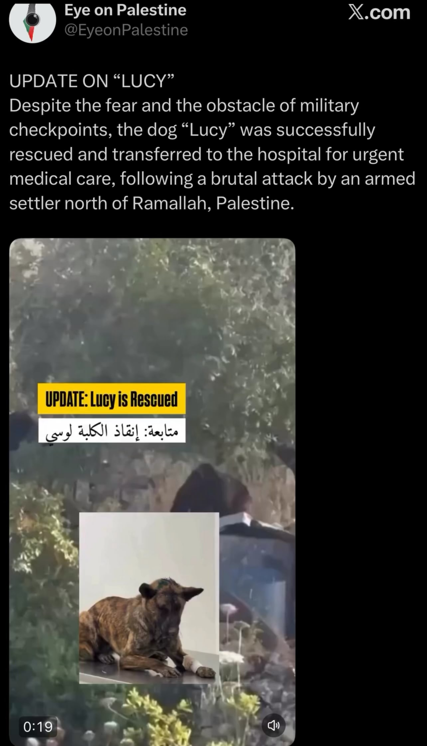 Update on Lucy, a dog going viral today because it was brutally attacked by Israeli settlers simply because it was owned by Palestinians in Ramallah, Lucy has been rescued and trandferred to received urgent medical care Update on Lucy, a dog going viral today because it was brutally attacked by Israeli settlers simply because it was owned by Palestinians in Ramallah, Lucy has been rescued and trandferred to received urgent medical care