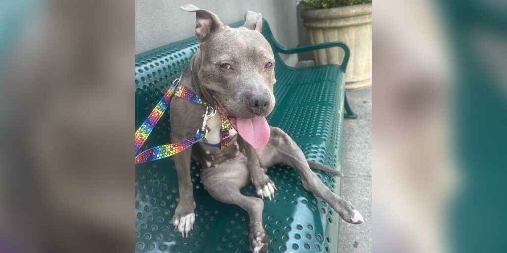 Shelter Pittie Was About To Be Put Down — Until A Celebrity Stepped In
