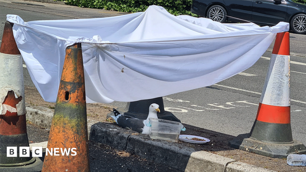 Cardiff Morrisons staff praised for helping nesting seagull Seagull sits on a nest on a roadside surrounded by parking cones with a sheet tied over the top to protect it from direct sun