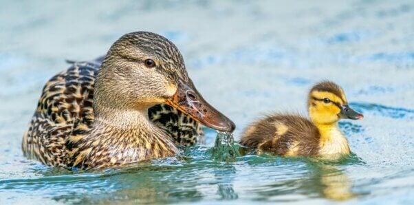 Mother mallard and her baby