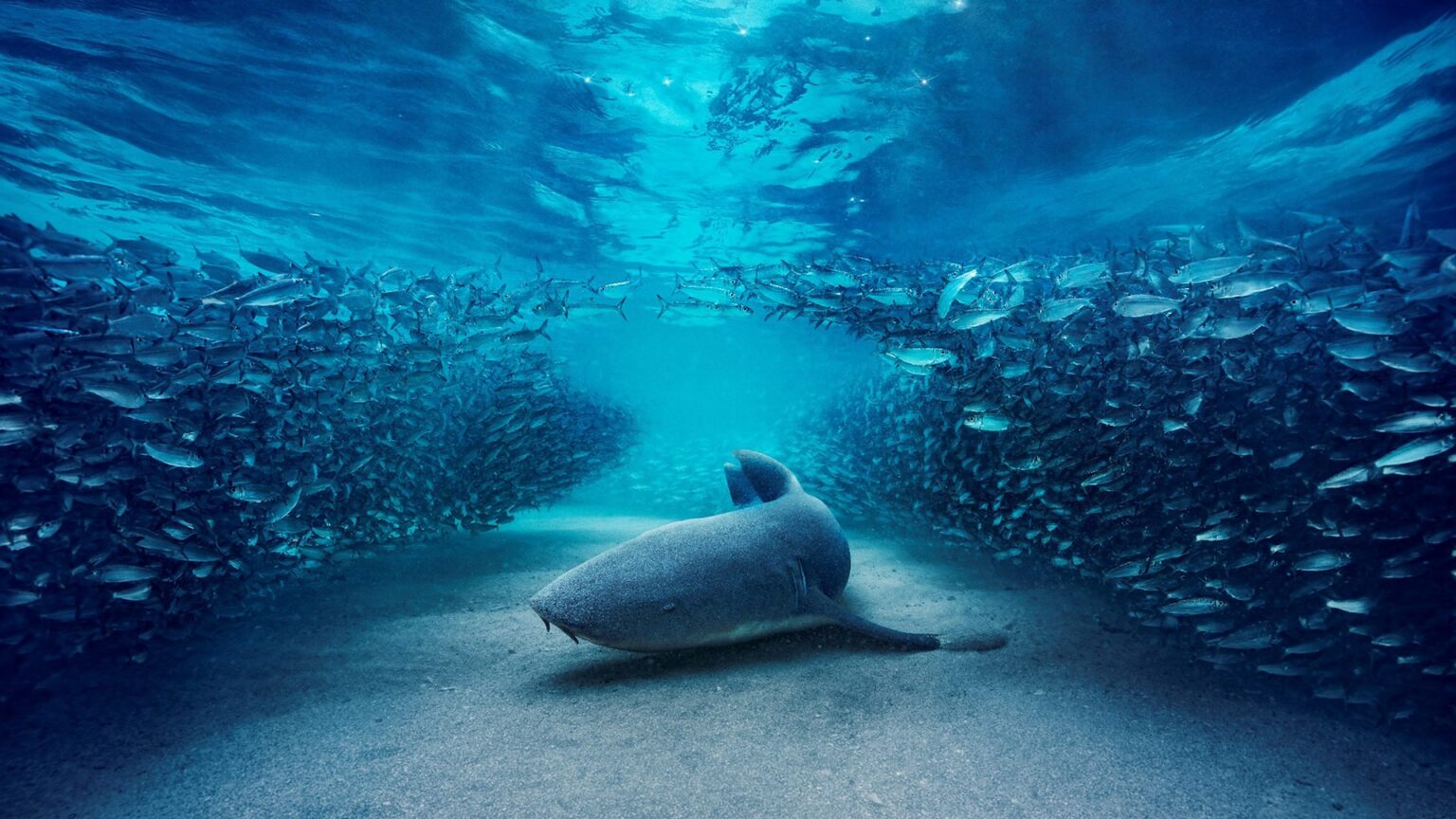 Sir David Attenborough to narrate BBC's Blue Planet III