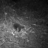 Researchers rediscover an echidna named after David Attenborough