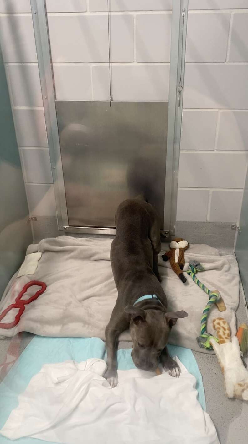 pittie in the shelter