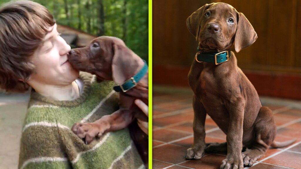 Netflix's Scooby-Doo Introduces REAL PUPPY Playing Iconic Dog for 'Origins'