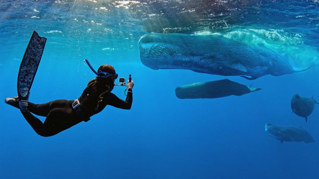 ‘Whalefall’ trailer is here to add getting swallowed by a sperm whale while SCUBA diving to your list of fears 'Whalefall' trailer is here to add getting swallowed by a sperm whale while SCUBA diving to your list of fears