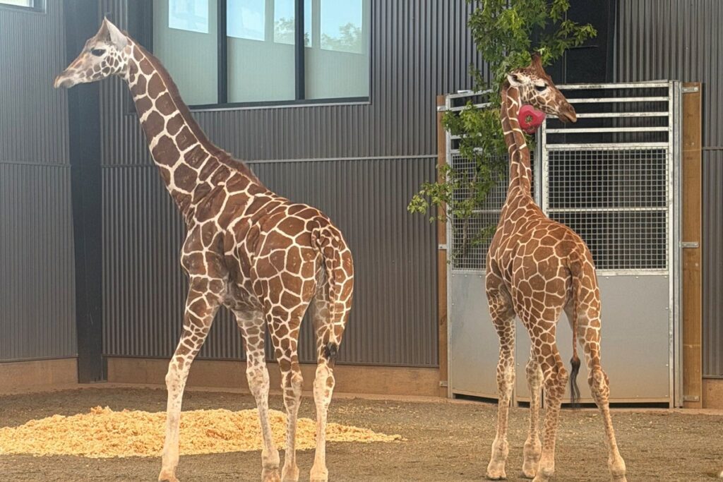 Two baby giraffes found safe after vanishing from a Virginia zoo a year ago Two baby giraffes found safe after vanishing from a Virginia zoo a year ago