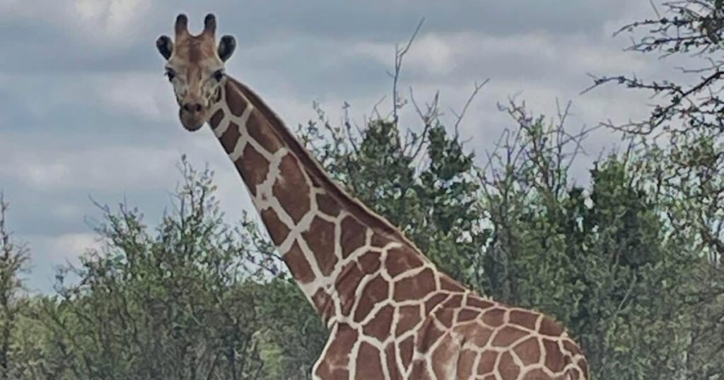 Searchers are on high alert for a missing giraffe in Texas Searchers are on high alert for a missing giraffe in Texas