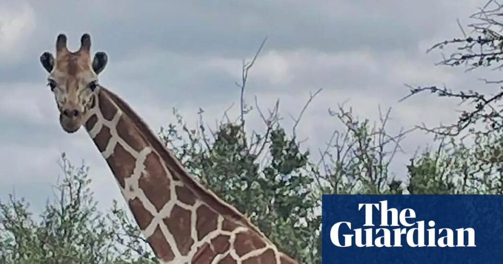 Gracie the giraffe who wandered off in Texas found safe – for real this time | Animals