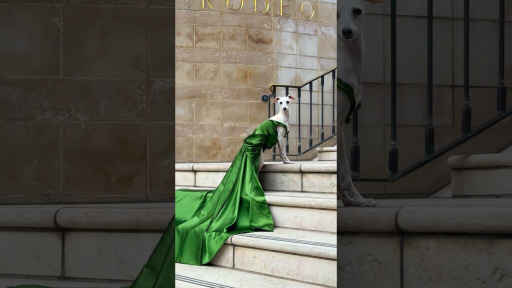 My Dog Wears THE Green Dress From Atonement - Kiera Knightley