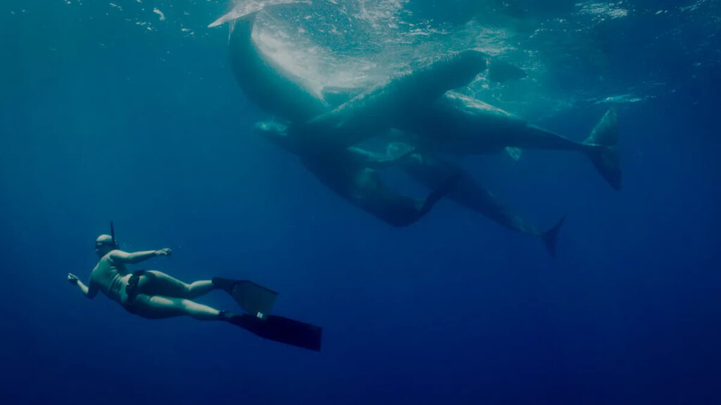 ‘Viscerally horrific’: New killer whale movie trailer unlocks next-level fears for viewers 'Viscerally horrific': New killer whale movie trailer unlocks next-level fears for viewers