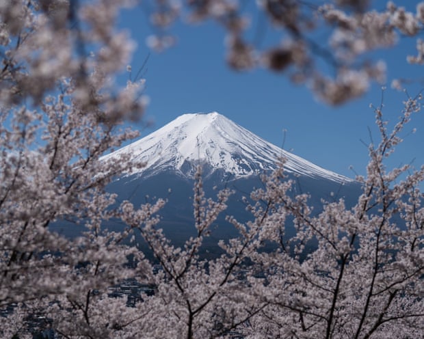 Mount Fuji behind cherry trees