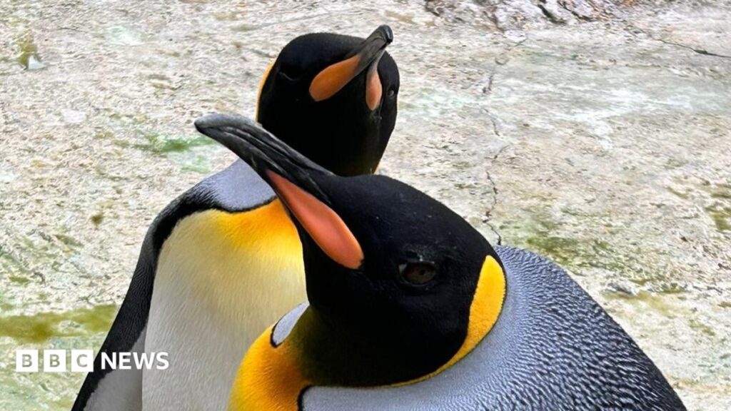 King penguin egg laid at Birdland Park for first time in six years Tech Decoded logo
