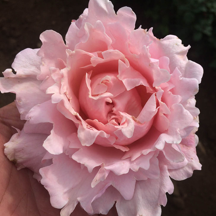 Rose King Charles Coronation 4l Pot Ngw