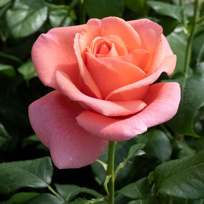 Harkness Roses Catherine's Rose Potted