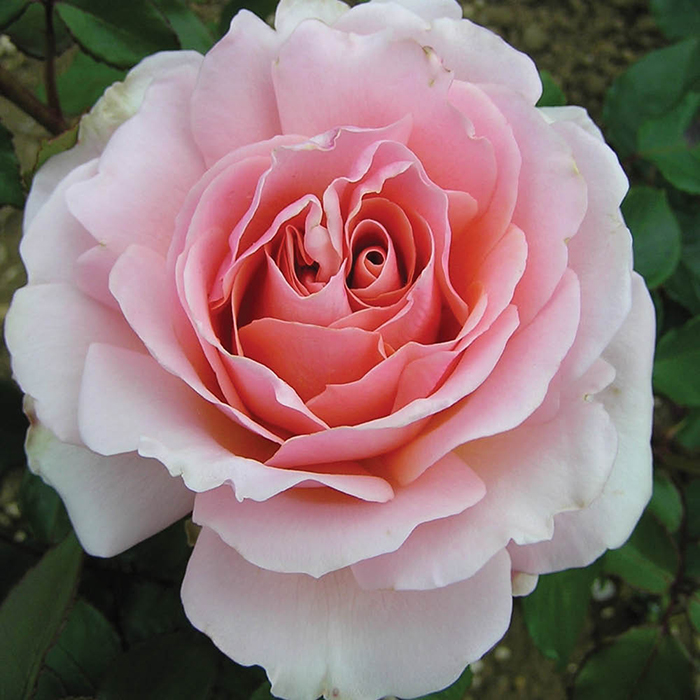 Harkness Roses The Queen Elizabeth II Rose Potted