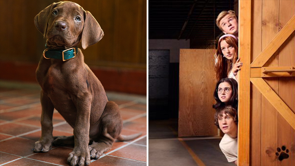 Meet Scooby-Doo! First Look At The Iconic Canine In Live-Action Series Meet Scooby-Doo! First Look At The Iconic Canine In Live-Action Series