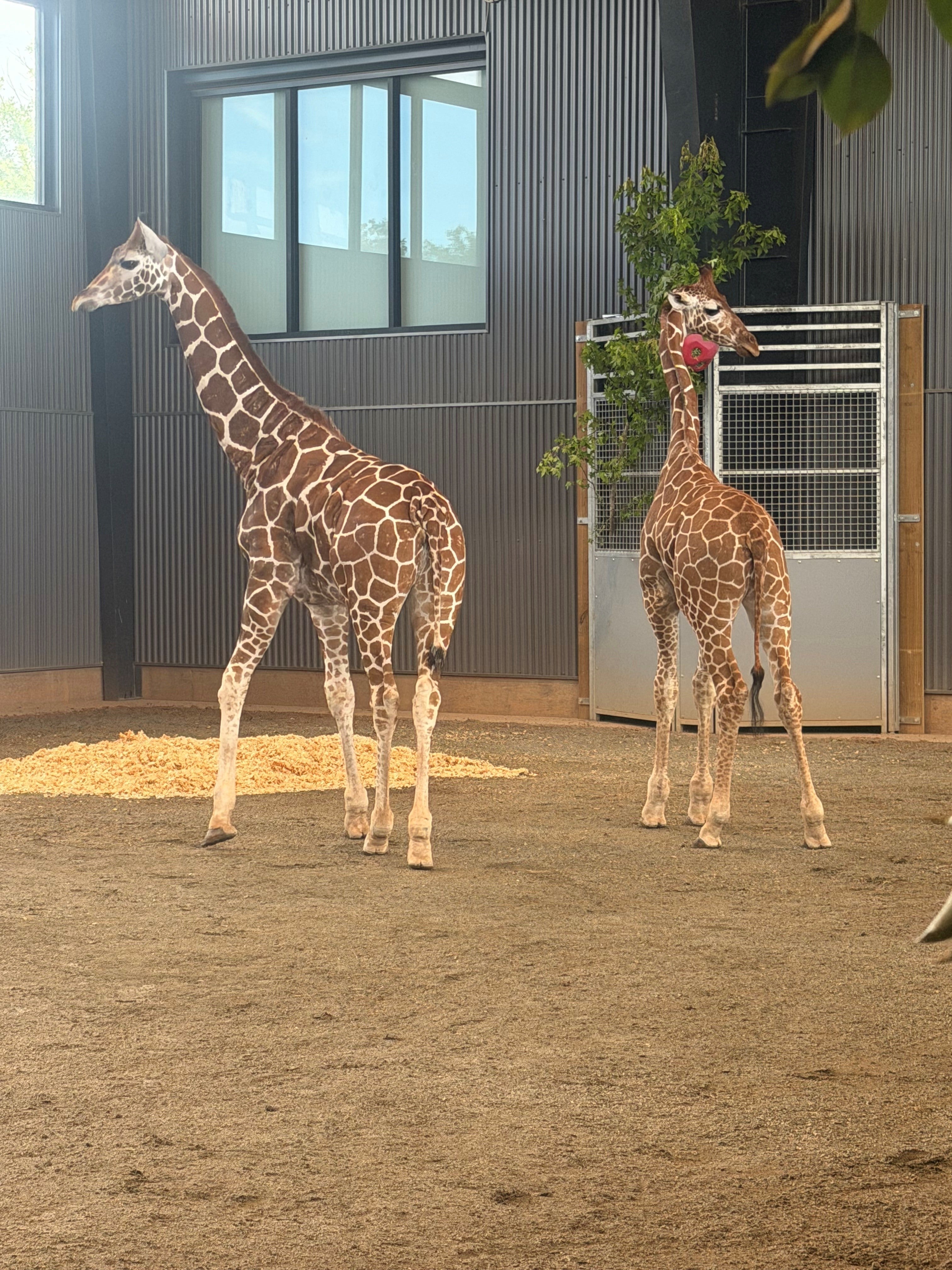 Two giraffe calves that vanished from a Virginia zoo last year have been found safe, officials said