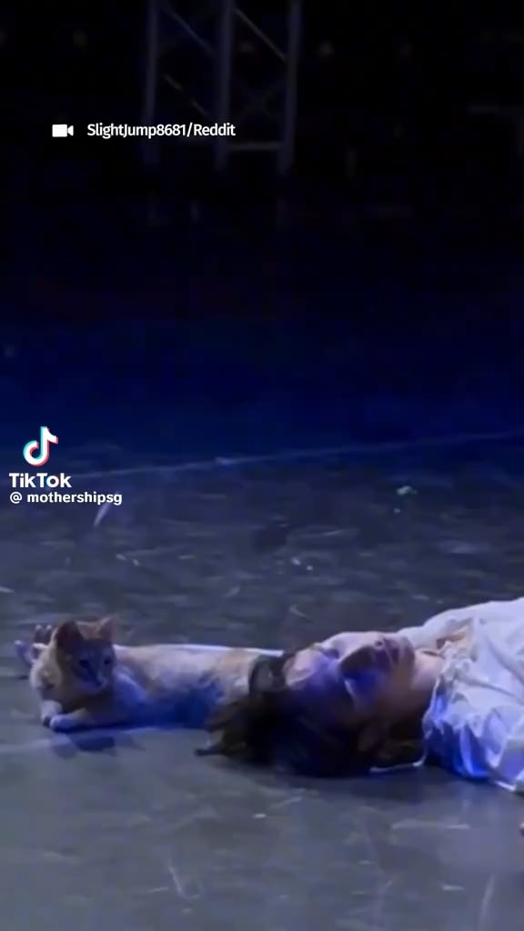 A cat in Turkey stole the show at a Romeo and Juliet ballet when it wandered on stage during the emotional death scene.