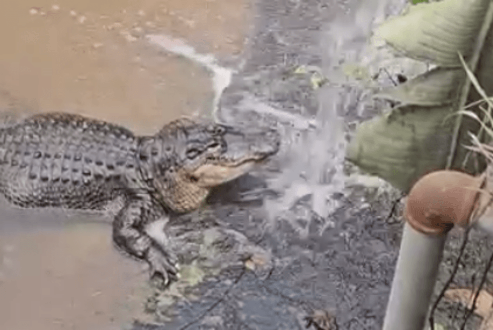 Crocodile from Johnsons Zoo