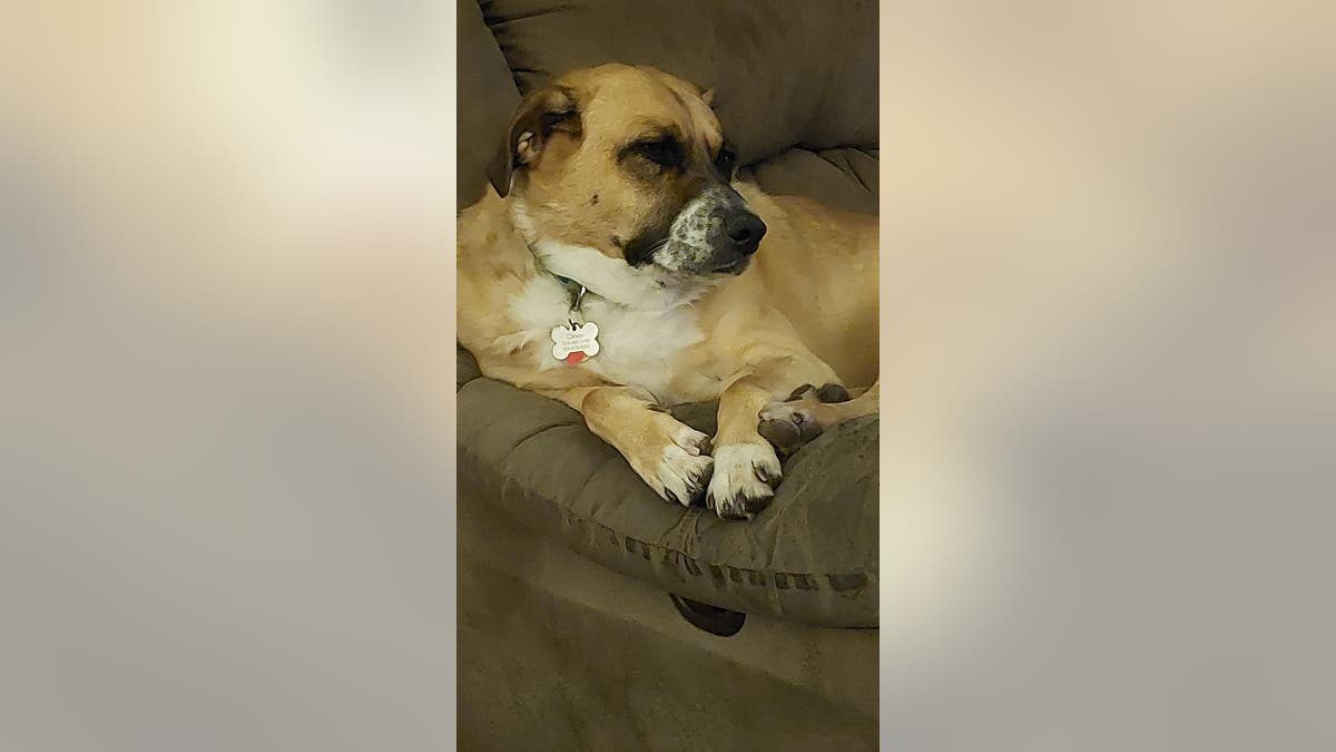 a large mixed breed brown and white dog relaxes on a couch