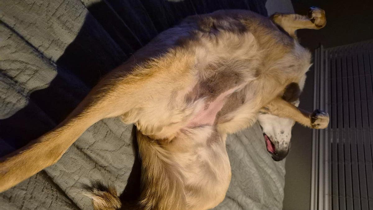 a large mixed breed dog lies on its back on a bed