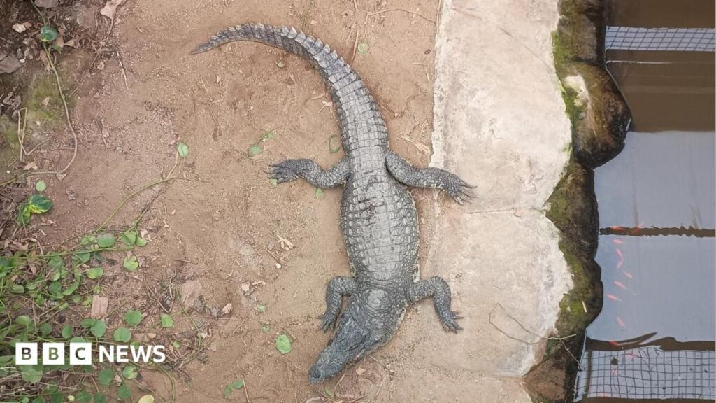 Wowcher ‘extremely sorry’ for crocodile attack email A birds' eye view of a crocodile in an enclosure - water can be seen to the right of the animal, and vegetation to the left