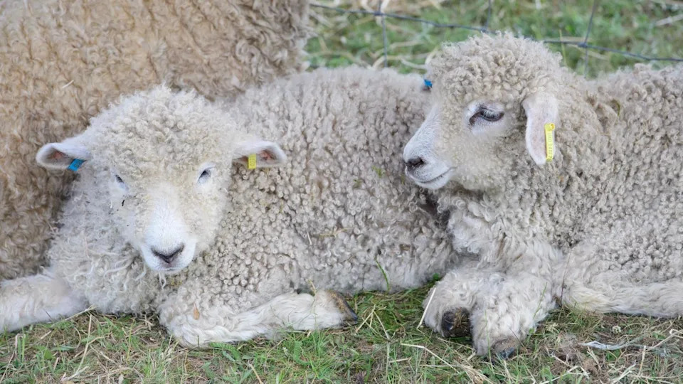 Two sheep laying on the floor with small blue and yellow tags on their ears. They are white with cute curly fur.