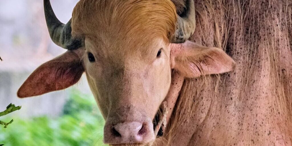 Albino buffalo named Donald Trump saved from slaughter, now draws crowds as a zoo celebrity Albino buffalo named Donald Trump saved from slaughter, now draws crowds as a zoo celebrity