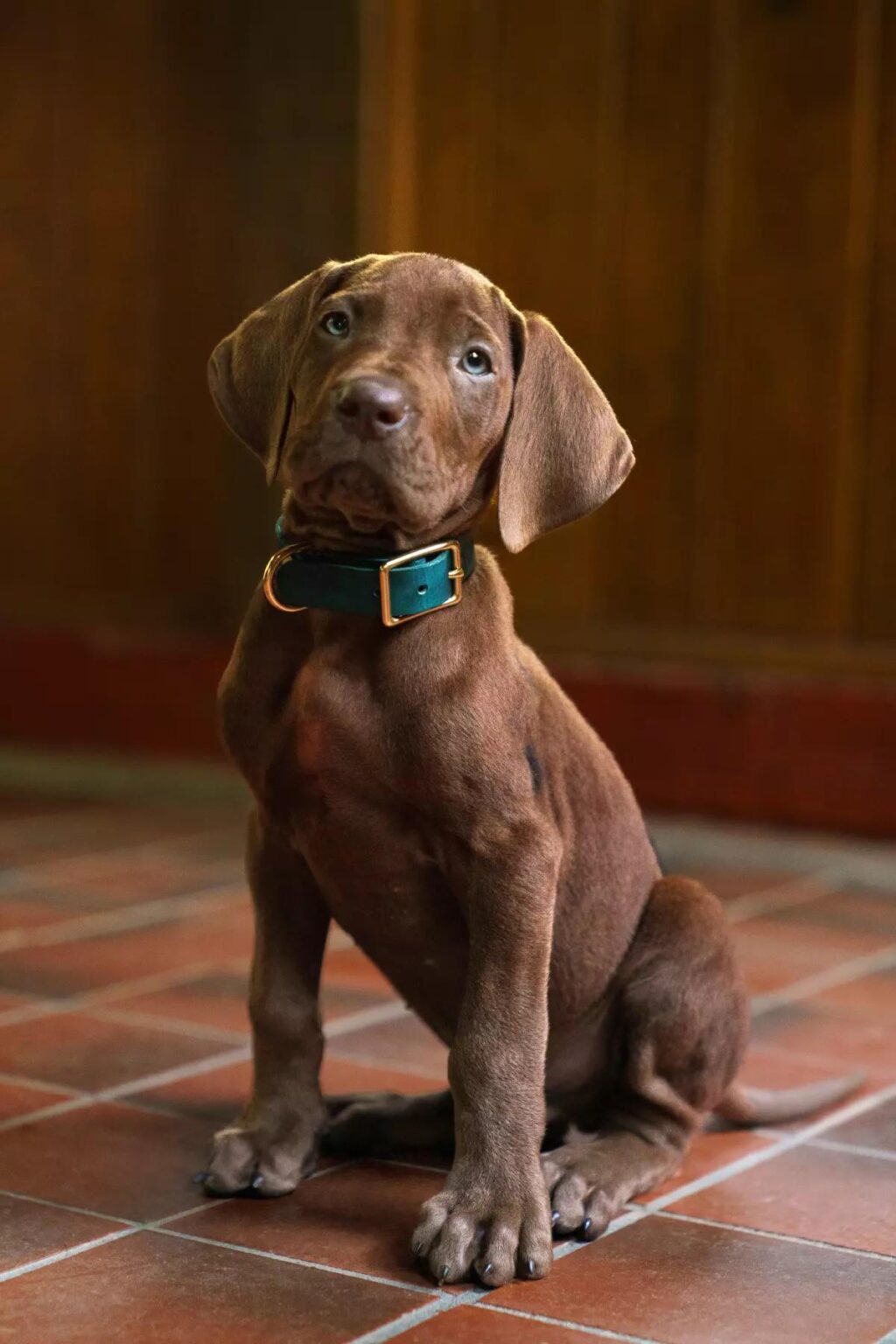 First look at Scooby-Doo in ‘Scooby-Doo: Origins’