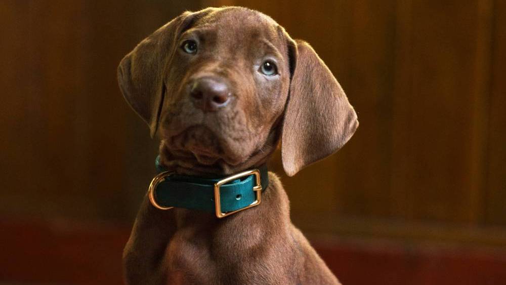 ‘Scooby Doo’ Live-Action Series Sets First Look, to Drop in 2027 'Scooby Doo' Live-Action Series Sets First Look, to Drop in 2027