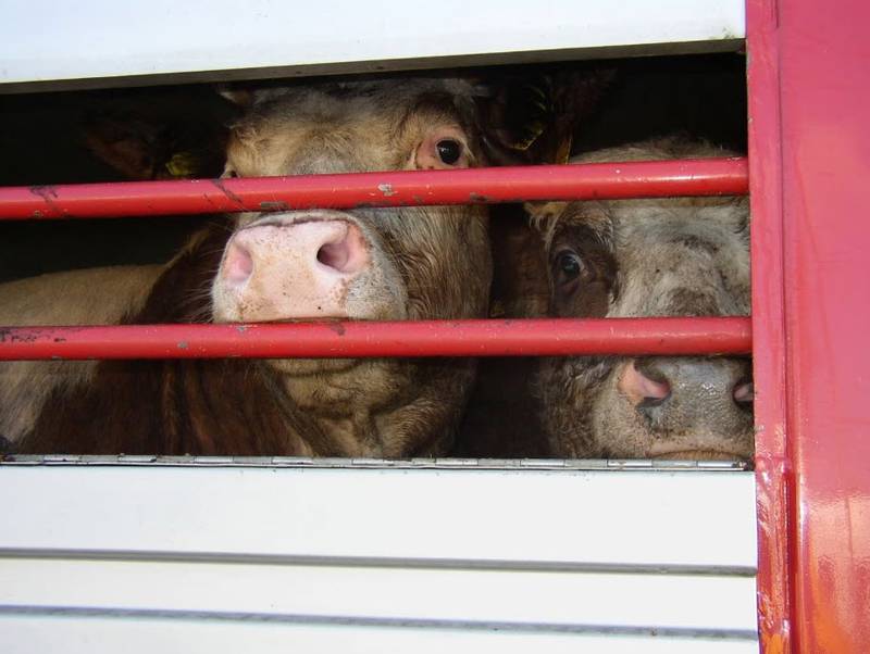 Charities And Celebrities Urge End To Live Animal Charities And Celebrities Urge End To Live Animal