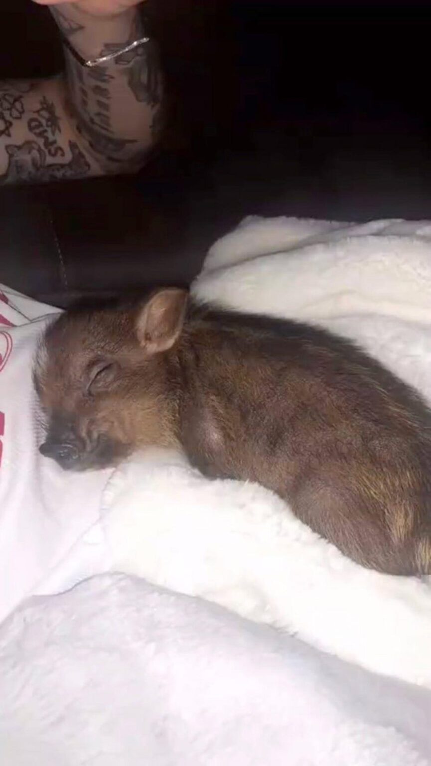 Throwback to Ariana Grande’s pet pig, Piggy Smallz, who she adopted with Pete Davidson in 2018