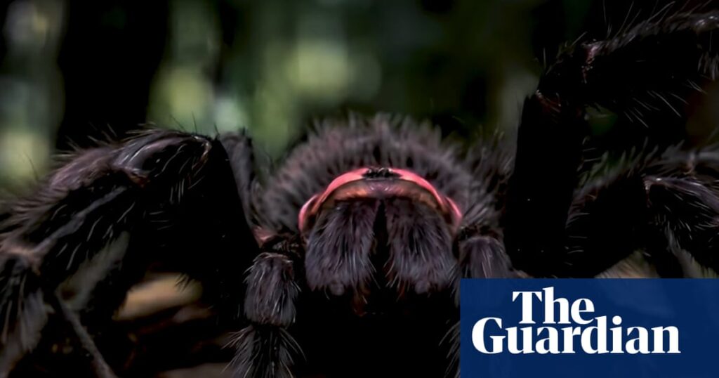 Into the spider’s lair: how an Australian film-maker made an impossible documentary with AI | Film Into the spider’s lair: how an Australian film-maker made an impossible documentary with AI | Film