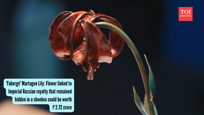 'Fabergé' Martagon Lily: Flower linked to Imperial Russian royalty, which remained hidden in a shoebox, could be worth ₹2.72 crore