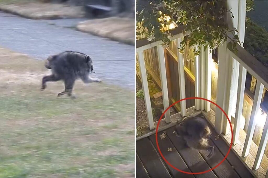 Mutant creature named ‘Jimothy’ becomes celebrity in Seattle Mutant creature named 'Jimothy' becomes celebrity in Seattle