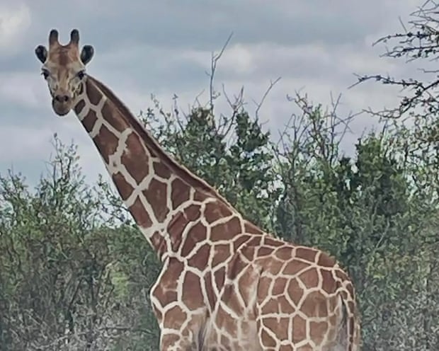 The missing giraffe
